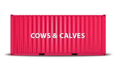 COWS & CALVES